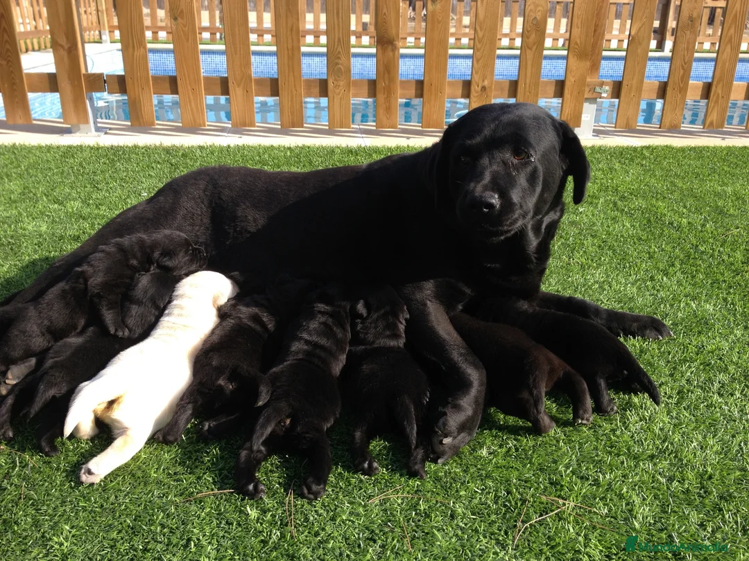 Labrador Retriever perros en venta: Cachorros de labrador negro con pedigree  - Anuncio 1