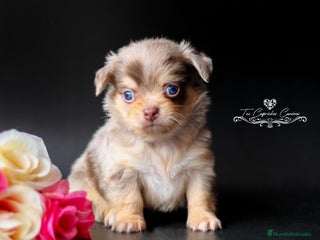 Chihuahua perros en Cantabria - Anuncio 23