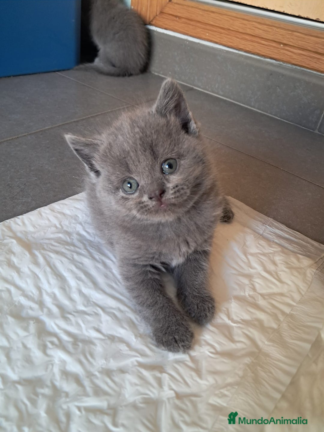 Británico de Pelo Corto gatos en venta: BRITISH PURA RAZA  - Imagen 8