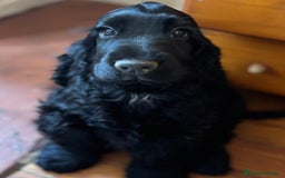 Cocker Spaniel Inglés perros en venta: Últimos cachorros cocker spaniel inglés  - Imagen 1