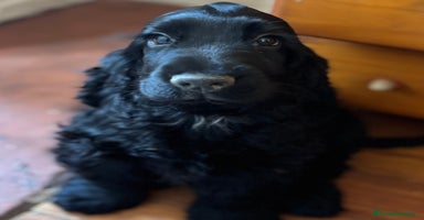 Cocker Spaniel Inglés perros - Propaganda 1