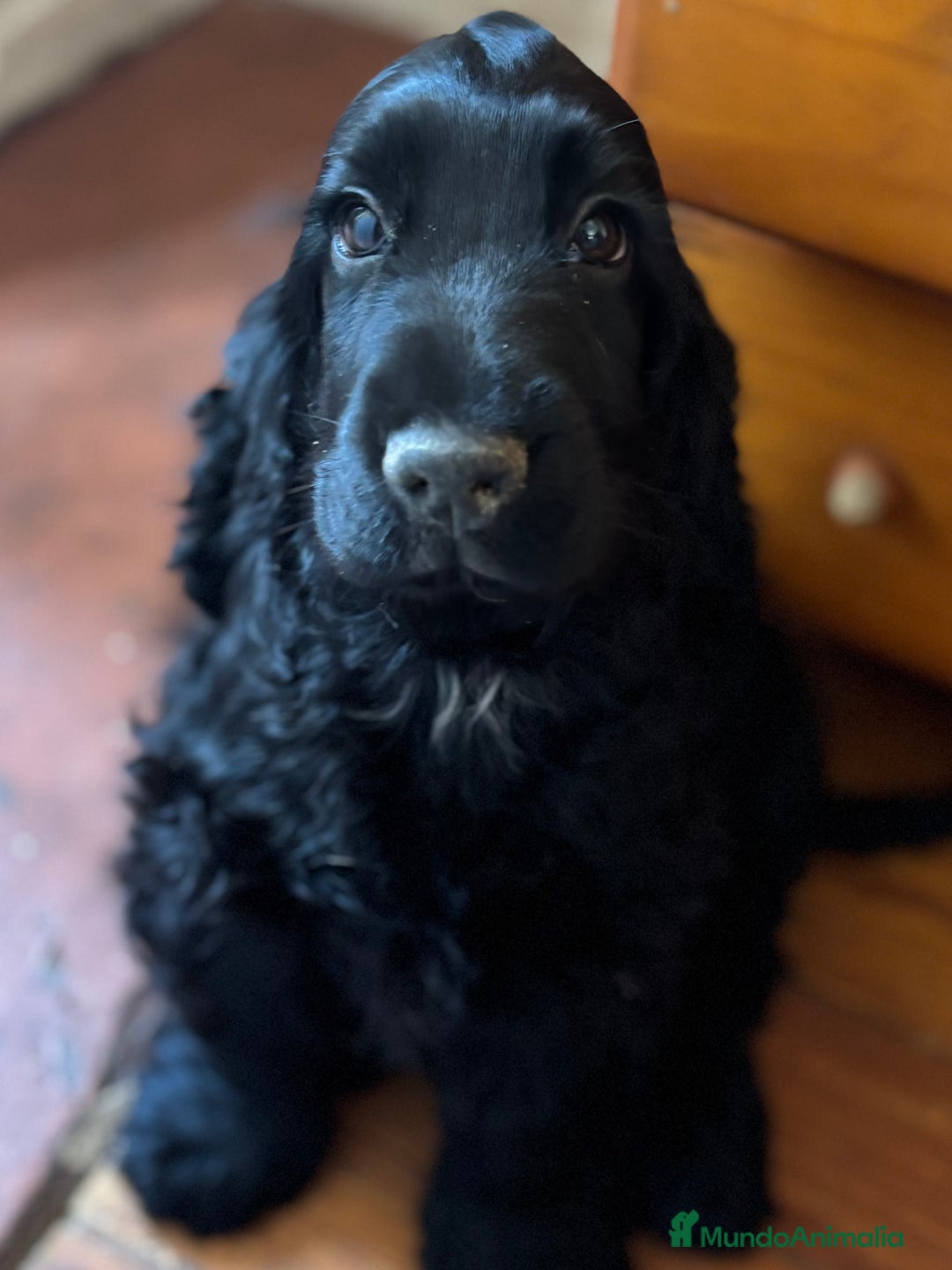 Cocker Spaniel Inglés perros en venta: Últimos cachorros cocker spaniel inglés  - Imagen 1
