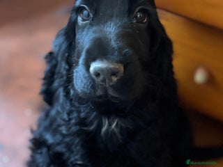 Cocker Spaniel Inglés perros - Anuncio 1