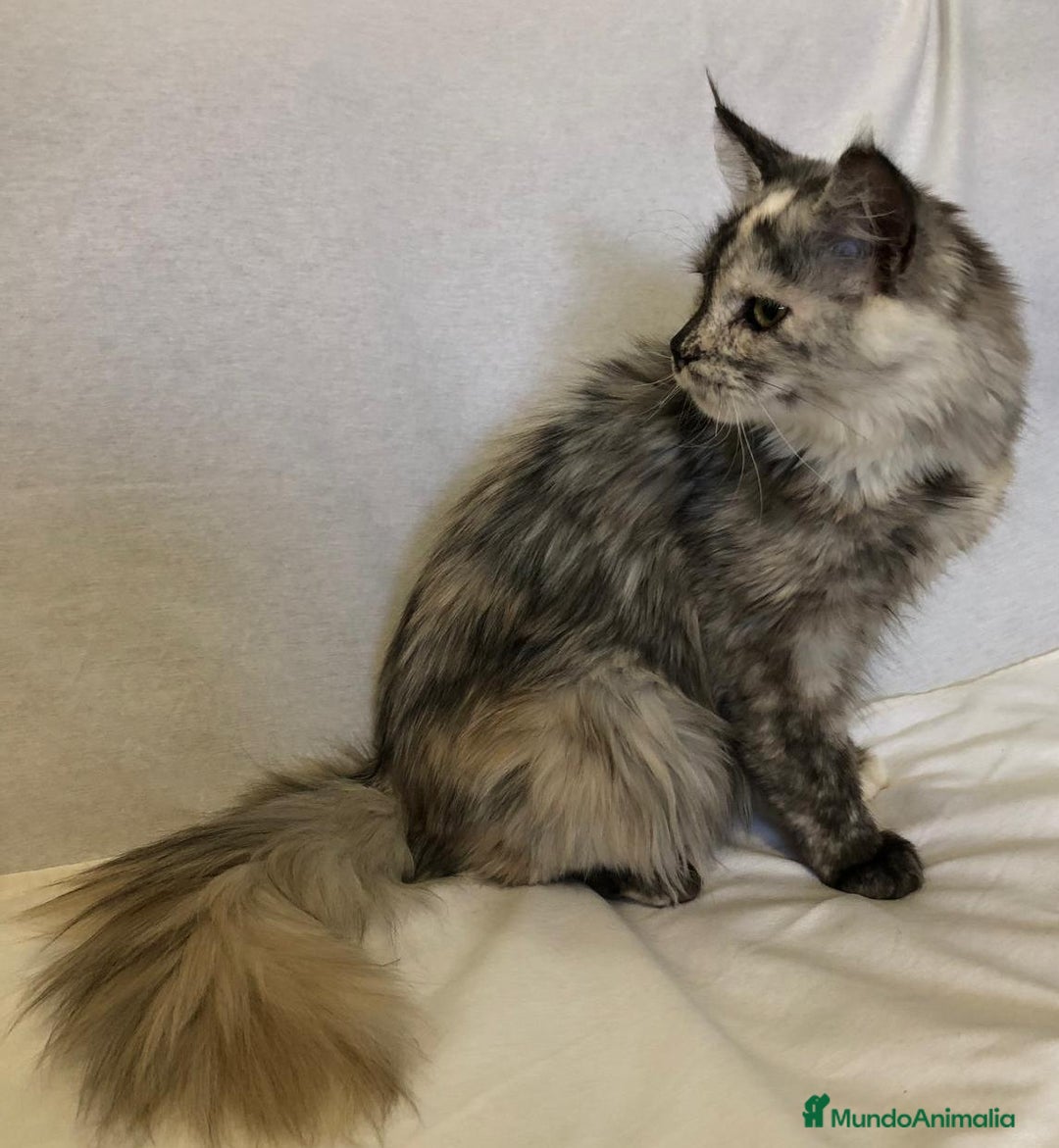 Maine Coon gatos en venta: Maine Coon Hembras - Imagen 6