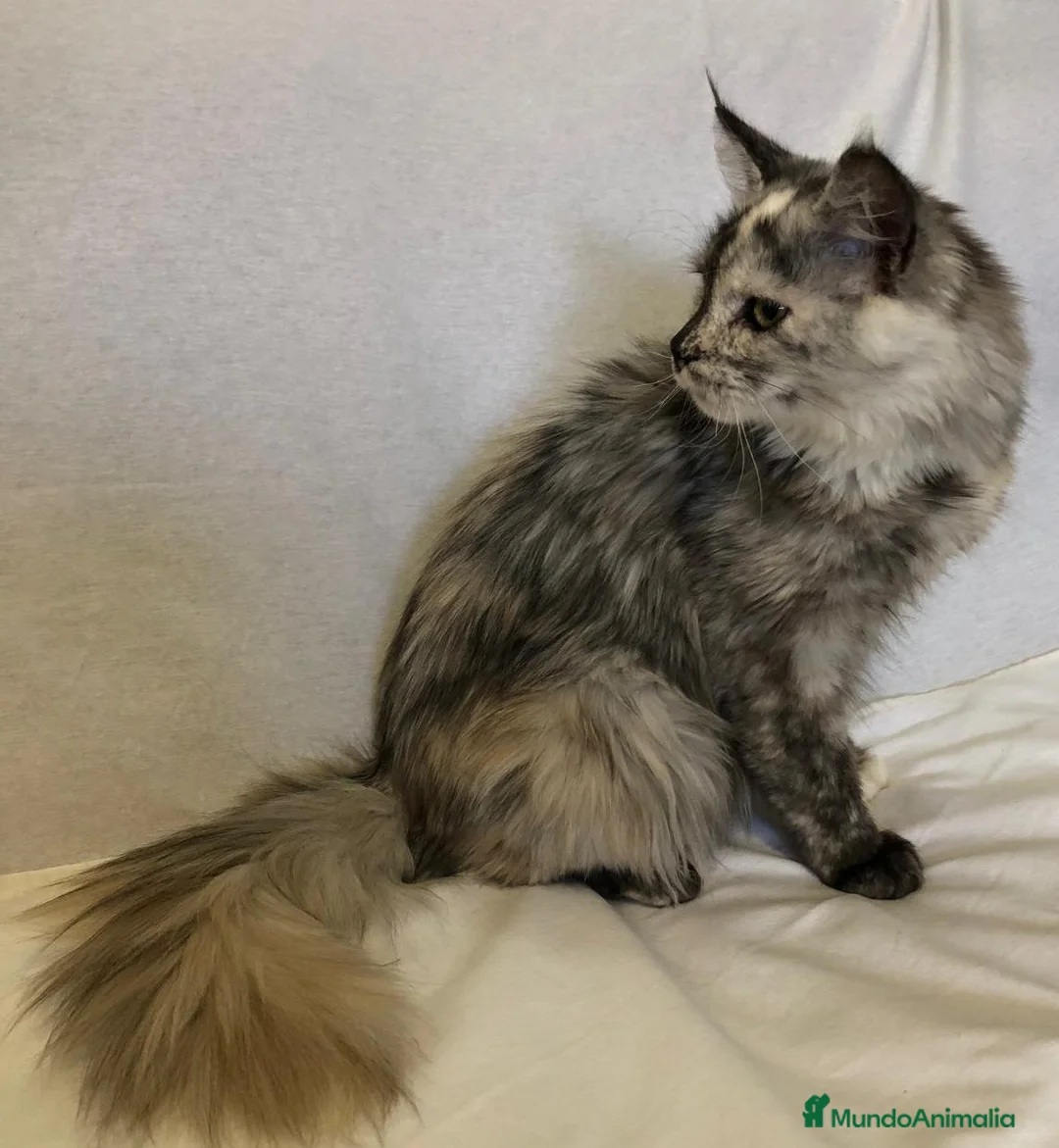 Maine Coon gatos en venta: Maine Coon Hembras - Anuncio 6