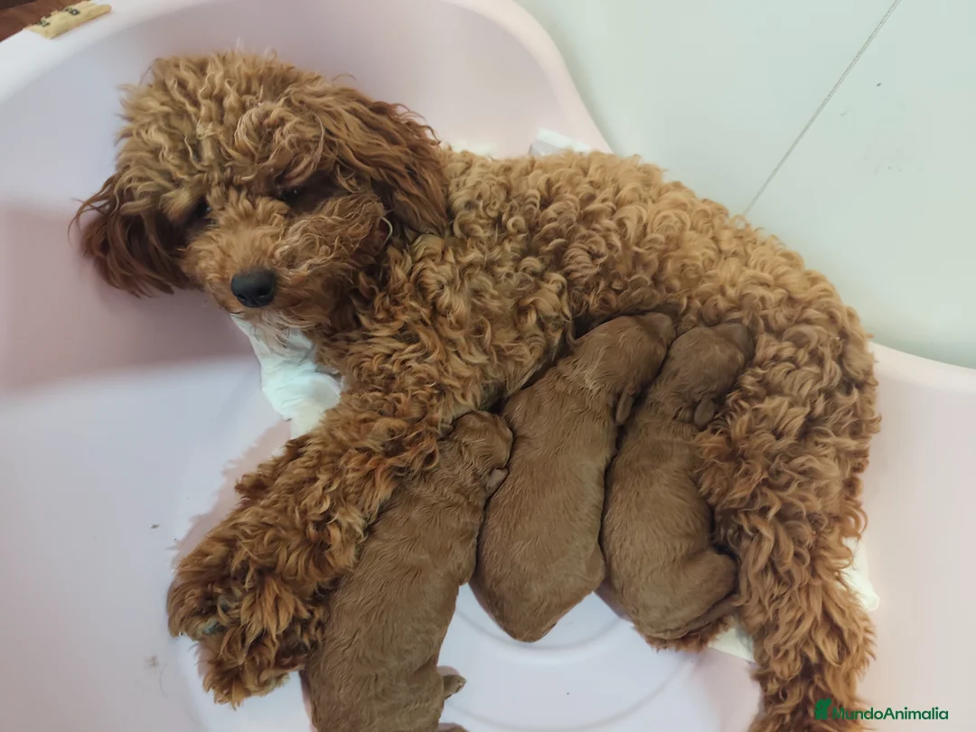 Caniche Toy perros en venta: Caniches rojos toy en Álava - Anuncio 2