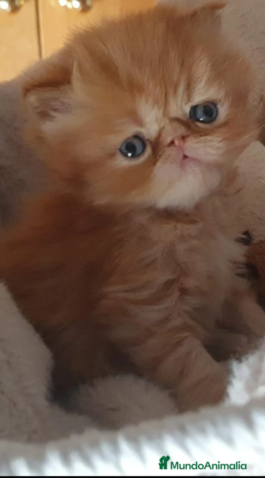 Persa gatos en venta: GATOS PERSAS/HIMALAYOS  - Anuncio 1