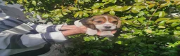 Beagle perros en venta: Preciosos cachorritos de Beagle  - Anuncio 1