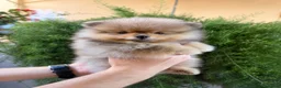 Pomerania perros en venta: Dos preciosas hembras Pomerania color sable - Anuncio 3