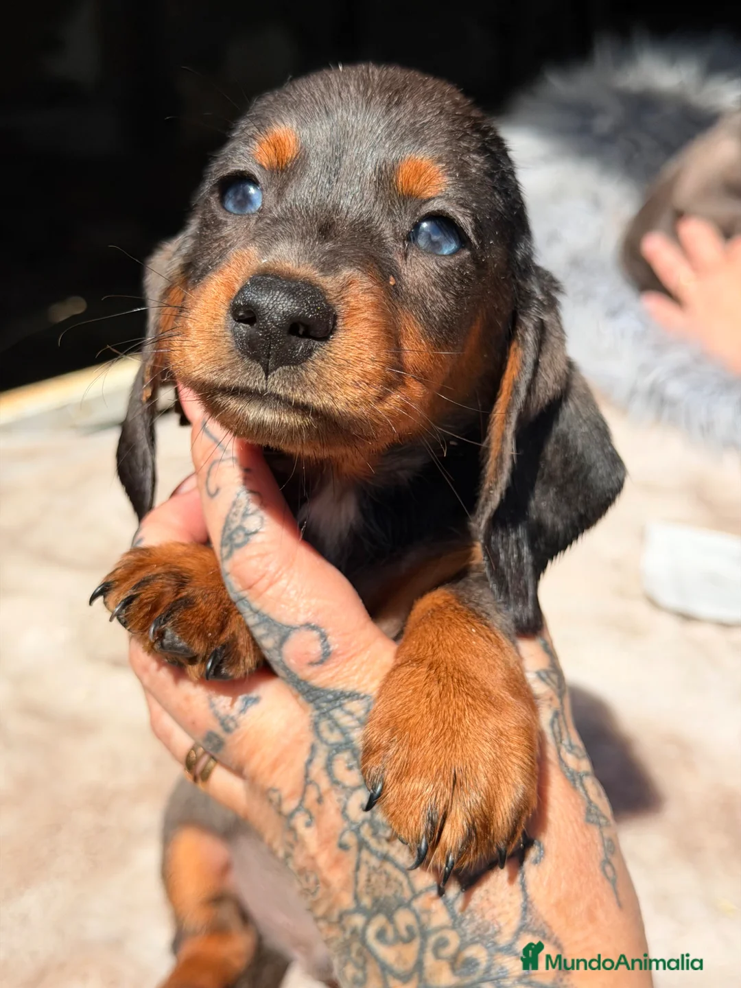 Teckel Miniatura perros en venta: Teckel Arlequin ojos claros  - Anuncio 9