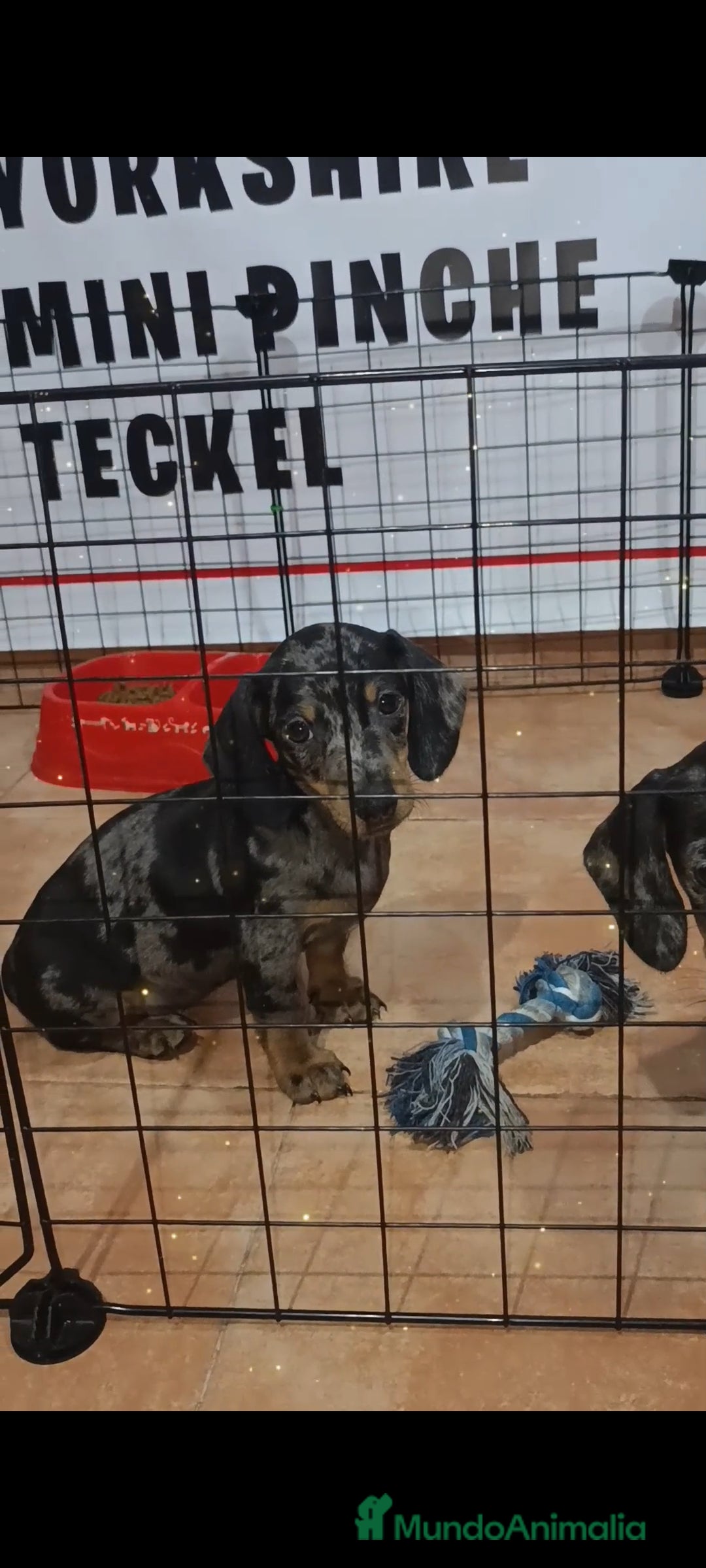 Teckel Miniatura perros Teckel miniatura  - Anuncio 2