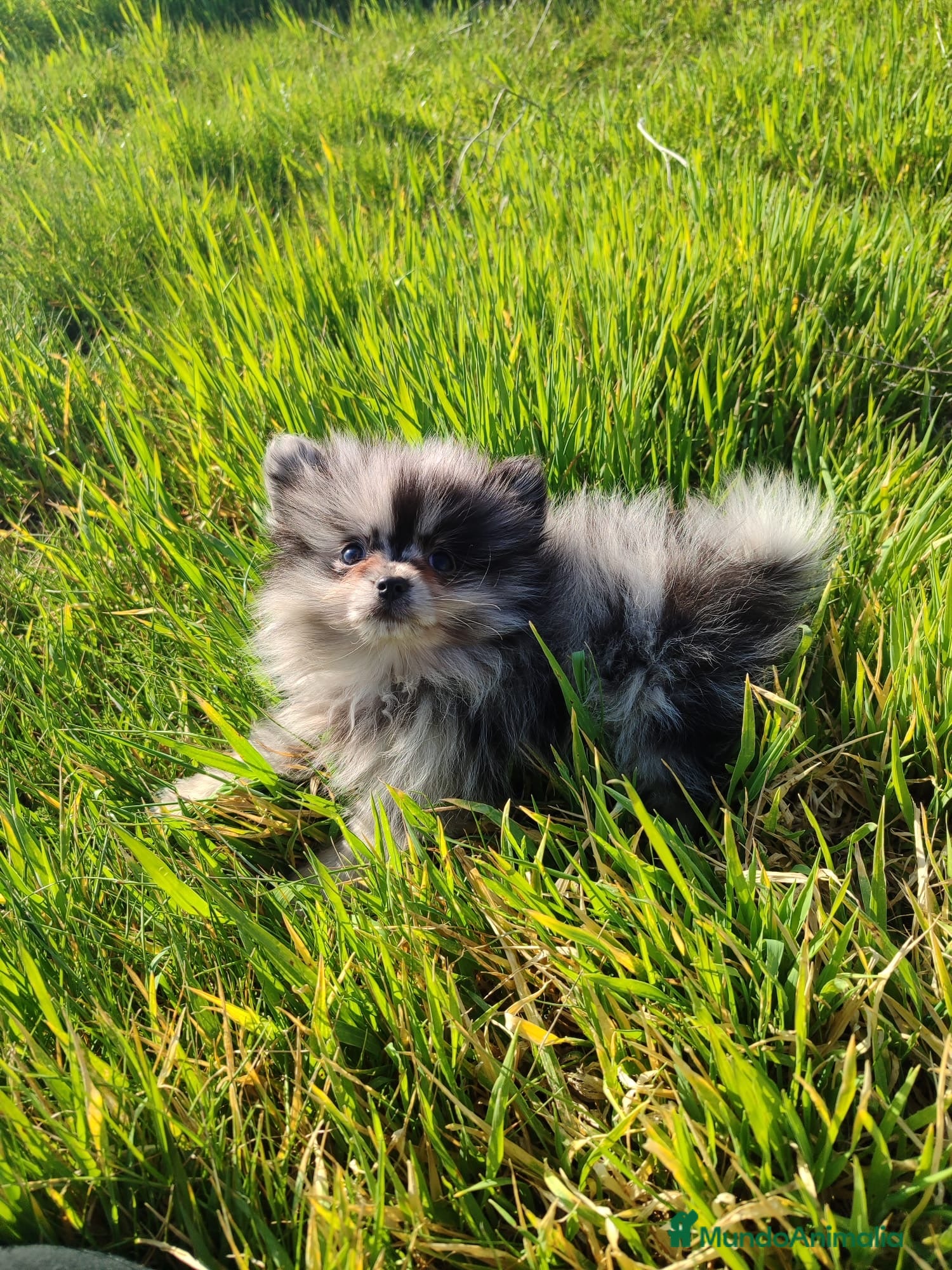 Pomerania perros Pomerania merle mini  - Anuncio 2