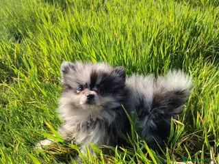 Pomerania perros Pomerania merle mini - Anuncio 2