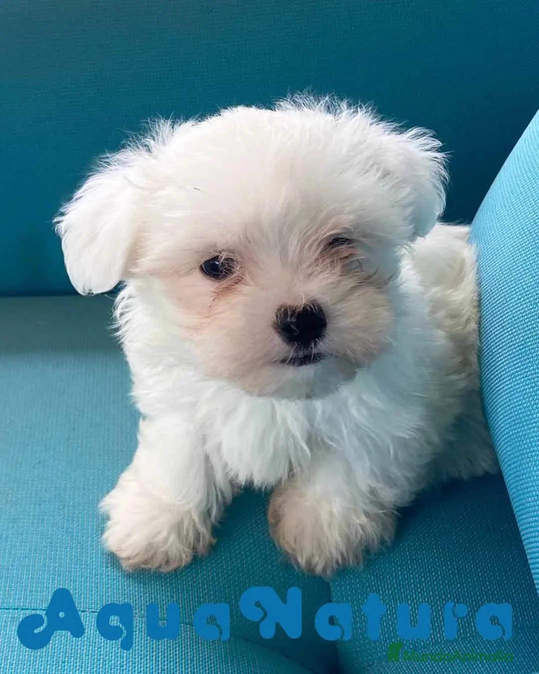 Bichón Maltés perros en venta: Bichon Maltes Macho de Mala y Boris 6810 en Barcelona - Anuncio 3