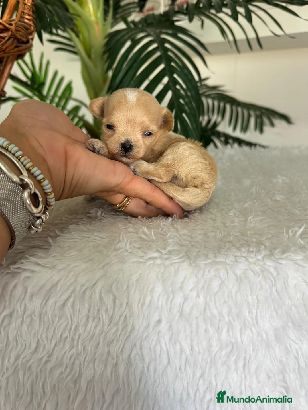 Maltipoo perros en venta: MALTIPOO LÍNEA COREANA – DULZURA EN TAMAÑO PEQUEÑO - Anuncio 2