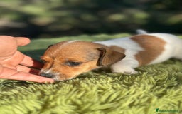Jack Russell Terrier perros en venta: Jack Russell patita corta  - Imagen 2