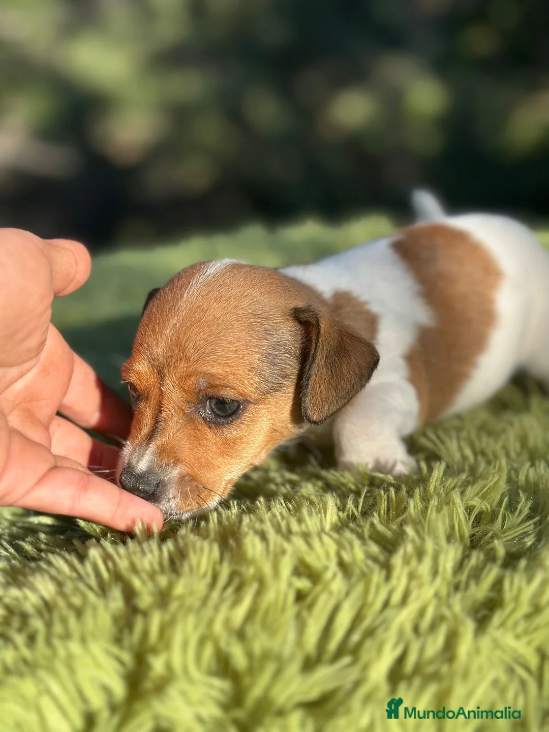 Jack Russell Terrier perros en venta: Jack Russell patita corta  - Anuncio 2