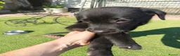 Labrador Retriever perros en venta: LABRADOR - Anuncio 2