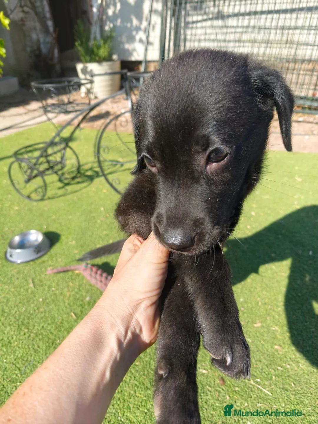 Labrador Retriever perros en venta: LABRADOR - Anuncio 2