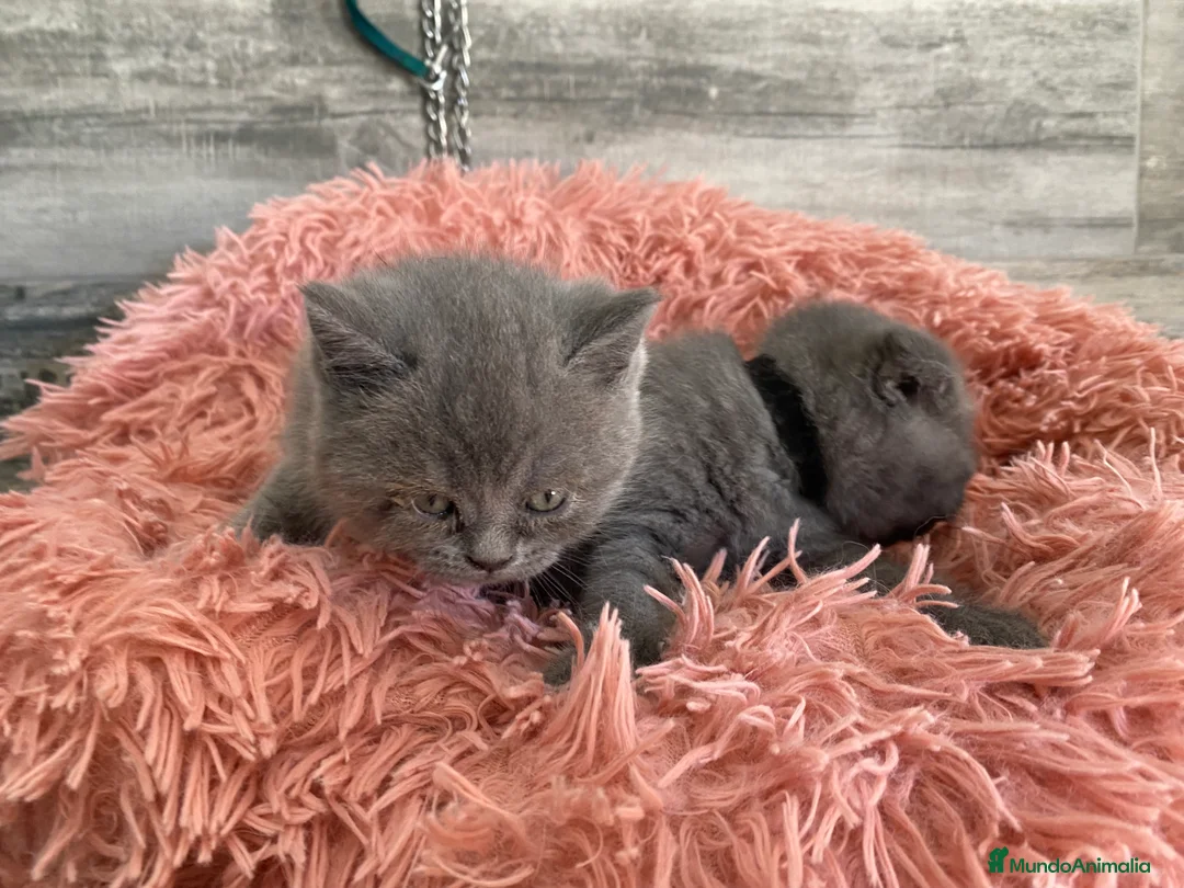 Británico de Pelo Corto gatos en venta: British shorthair  - Anuncio 8