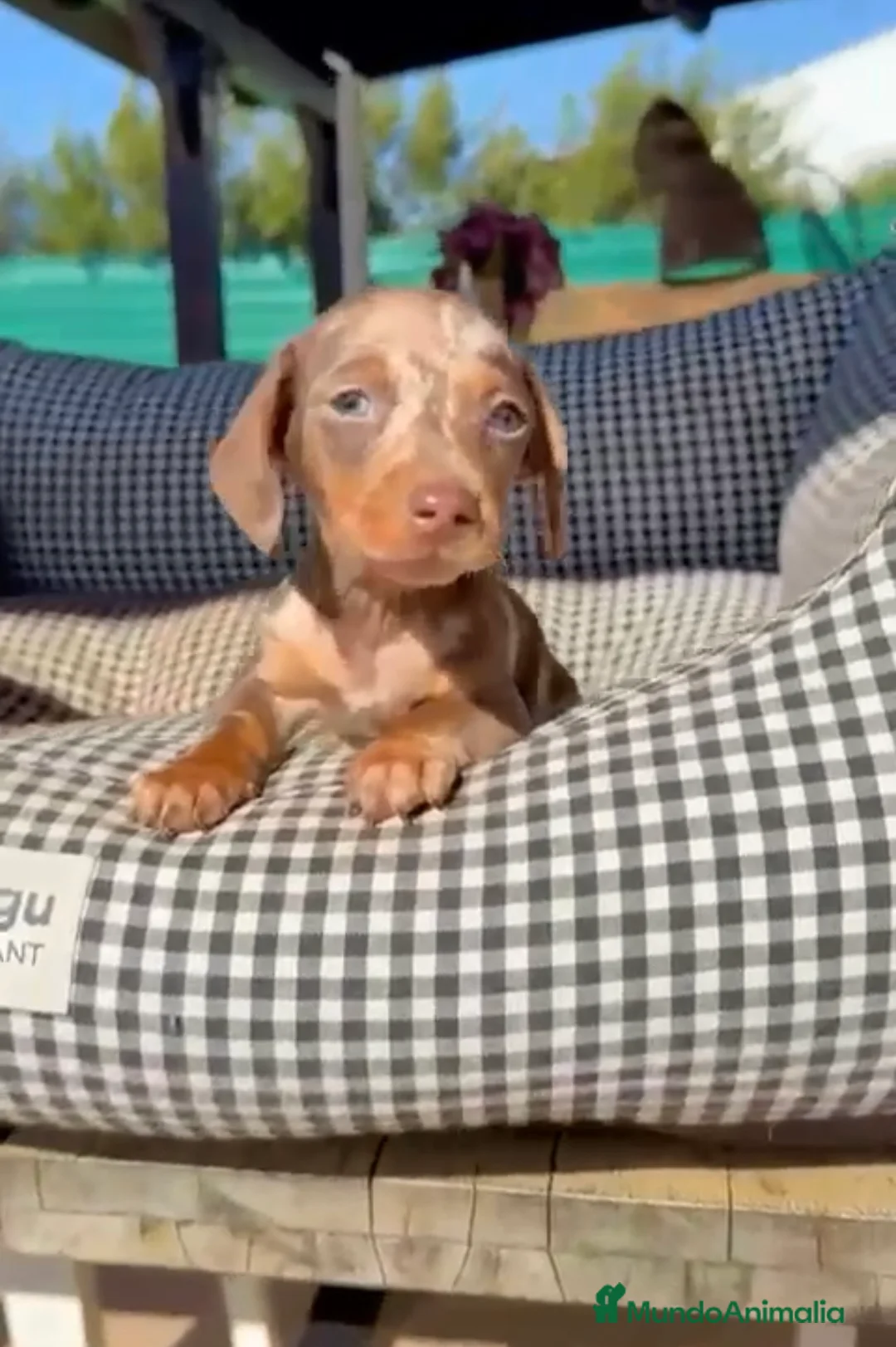 Teckel Miniatura perros en venta: Teckel arlequín chocolate  - Anuncio 1