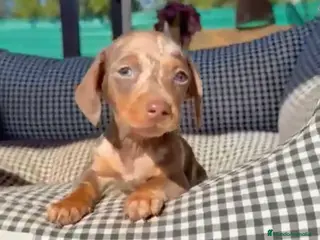 Teckel Miniatura perros Teckel arlequín chocolate - Anuncio 2