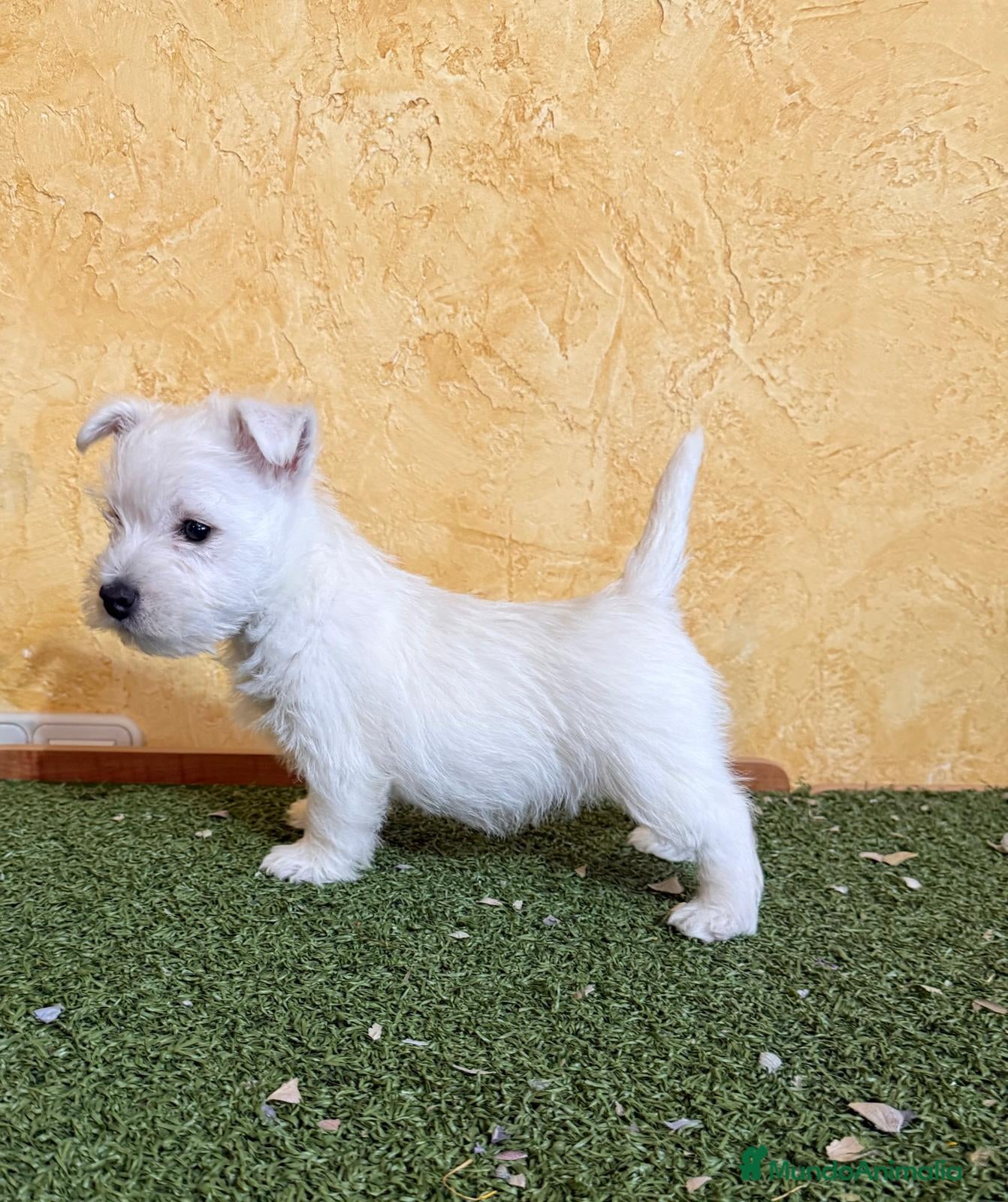 West Highland White Terrier perros Westys  - Anuncio 1