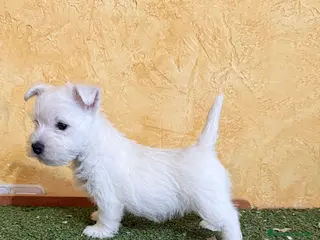 West Highland White Terrier perros Westys - Anuncio 1