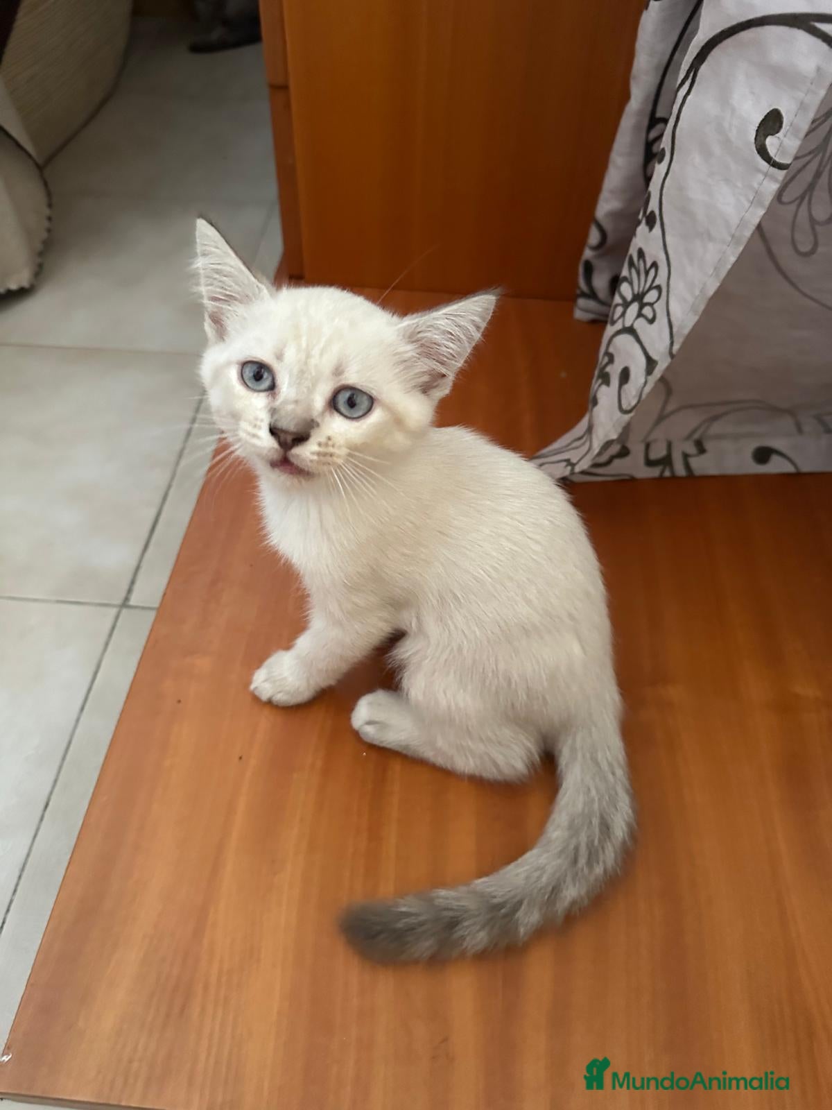 Siamés gatos Preciosa hembra Siamés en Madrid - Anuncio 36