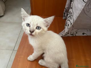 Siamés gatos Preciosa hembra Siamés en Madrid - Anuncio 2