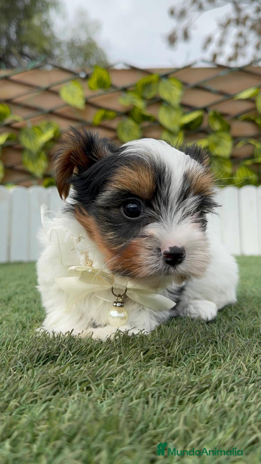 Yorkshire Terrier perros en venta: YORKSHIRE BIEWER - Anuncio 9