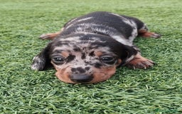 Teckel Miniatura perros en venta: Kaninchen teckel super chicos  - Imagen 3