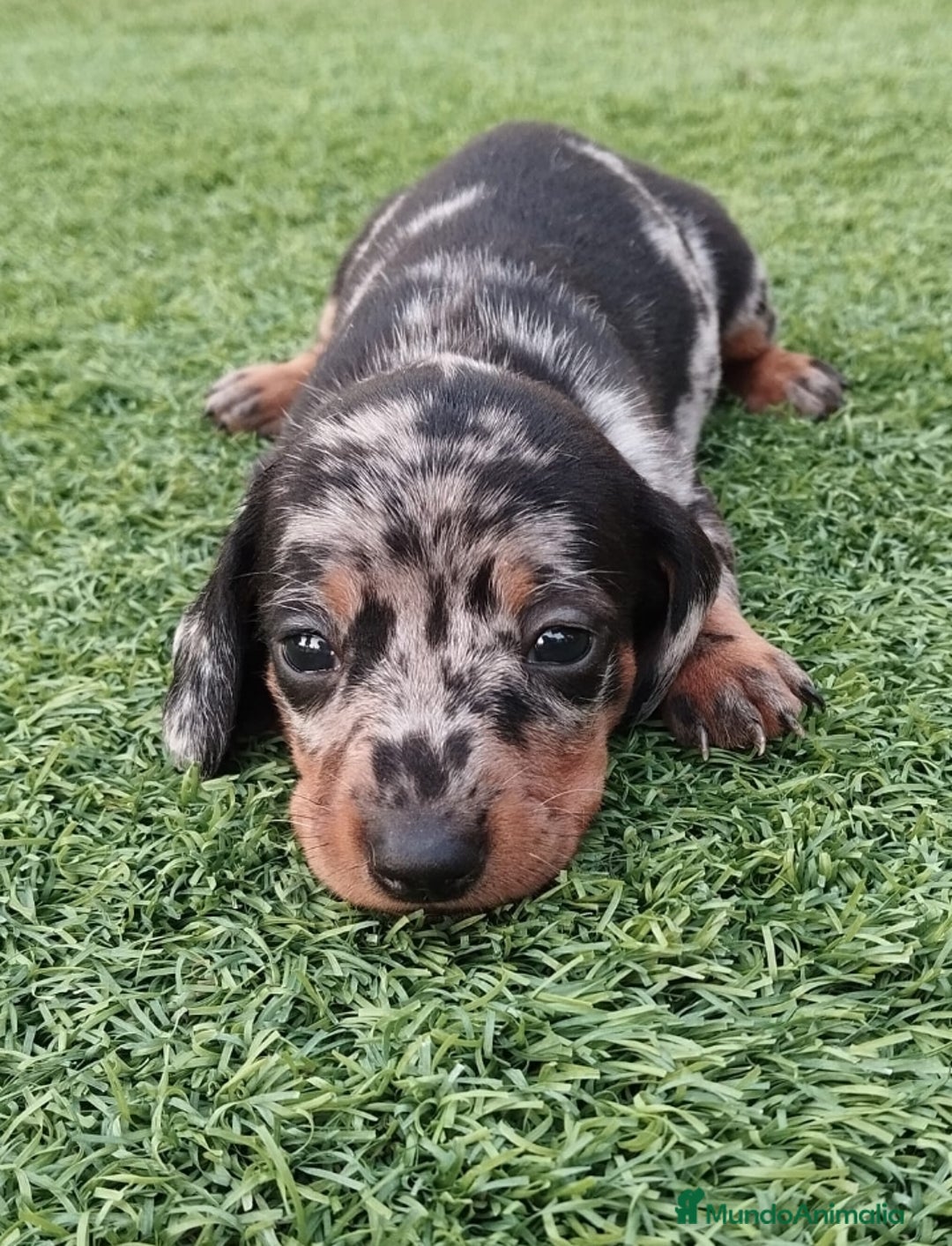 Teckel Miniatura perros en venta: Kaninchen teckel super chicos  - Imagen 3