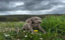 Weimaraner perros en venta: Braco de weimar. Último cachorro  - Imagen 2