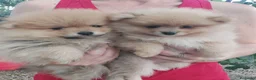 Pomerania perros en venta: POMERANIA - Anuncio 1