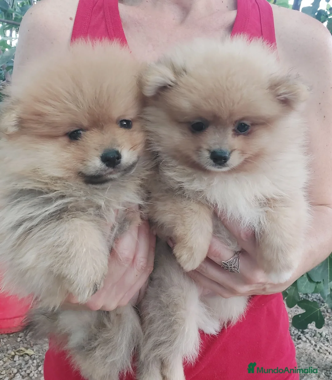 Pomerania perros en venta: POMERANIA - Anuncio 1