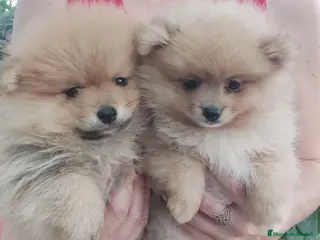 Pomerania perros POMERANIA - Anuncio 1
