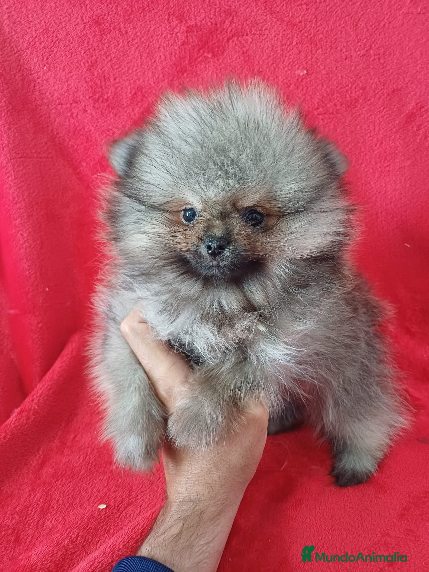 Pomerania perros Pomerania Mini Sable  - Anuncio 31