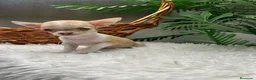 Chihuahua perros en venta: CHIHUAHUA HEMBRA - Anuncio 25