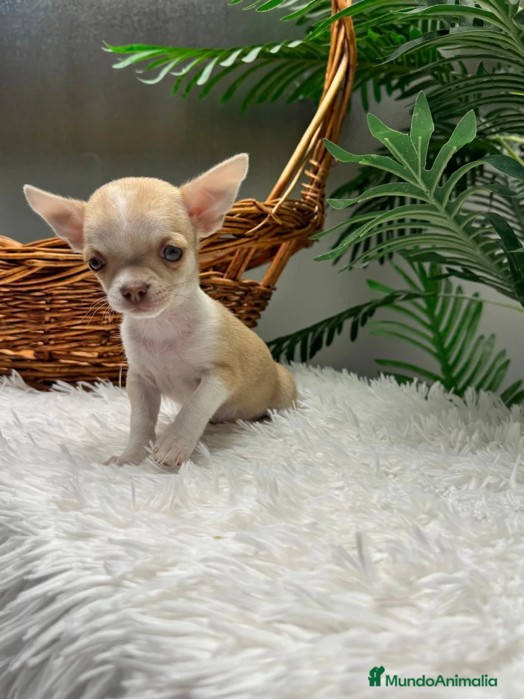 Chihuahua perros en venta: CHIHUAHUA HEMBRA - Anuncio 25