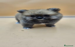 Pomerania perros en venta: Lulú de pomerania  en Cádiz - Imagen 7
