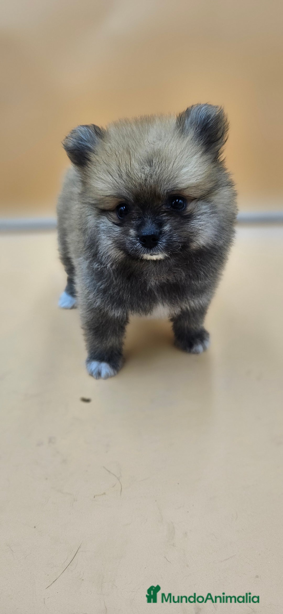 Pomerania perros en venta: Lulú de pomerania  en Cádiz - Imagen 7