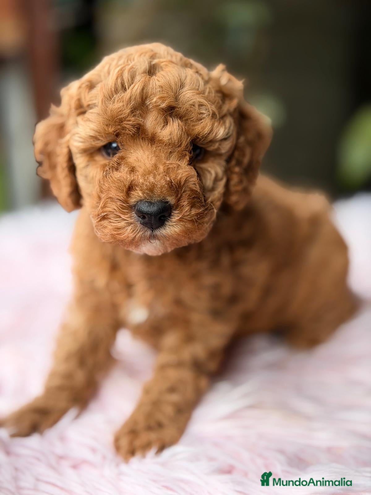 Maltipoo perros MALTIPOO GENERACIÓN F2 - Anuncio 3