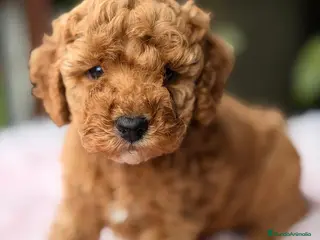 Maltipoo perros MALTIPOO GENERACIÓN F2 - Anuncio 3