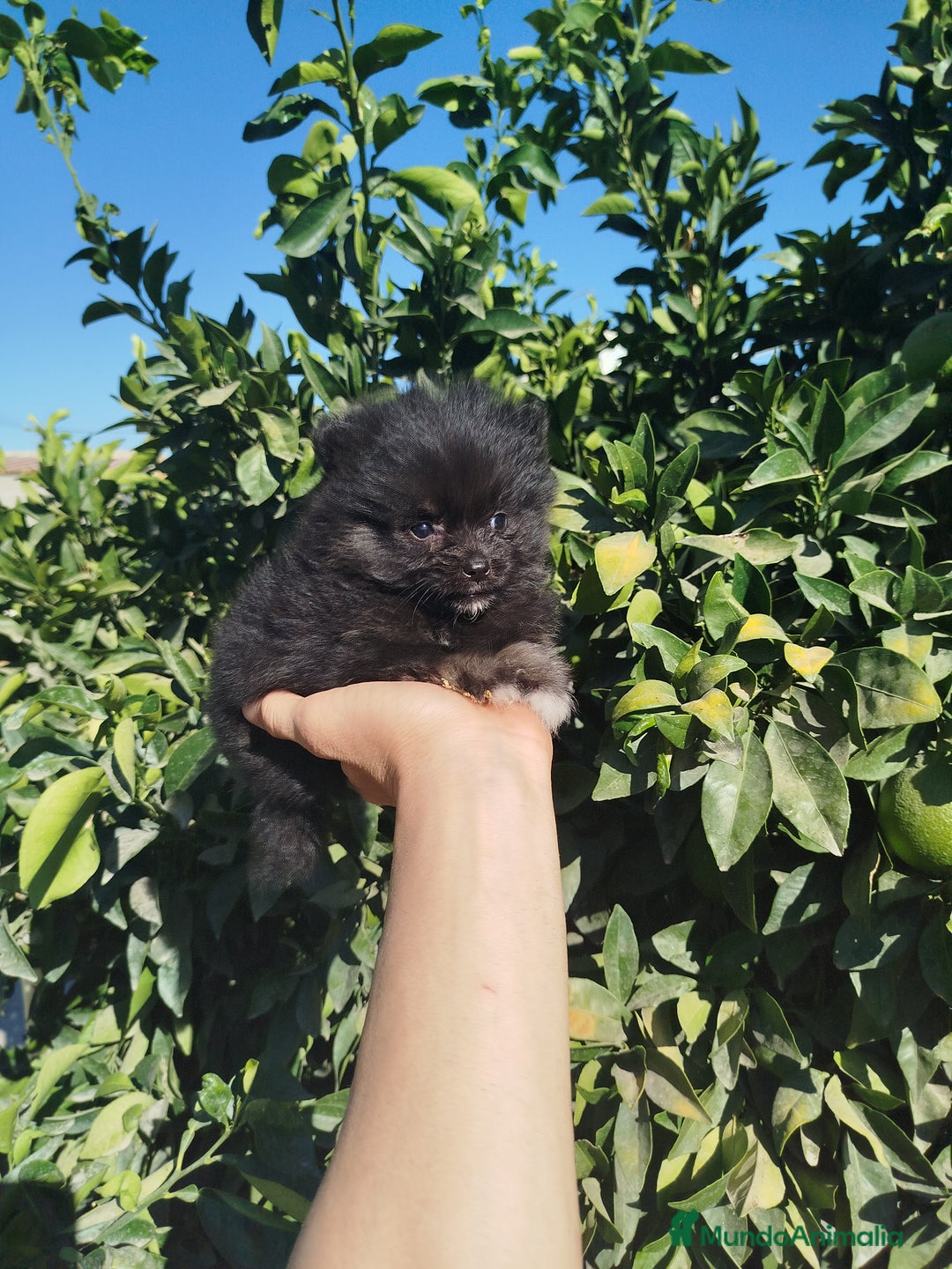 Pomerania perros en venta: Lulú de pomerania toy  - Imagen 2