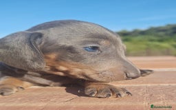 Teckel perros en venta: Macho Blue Teckel - Imagen 1
