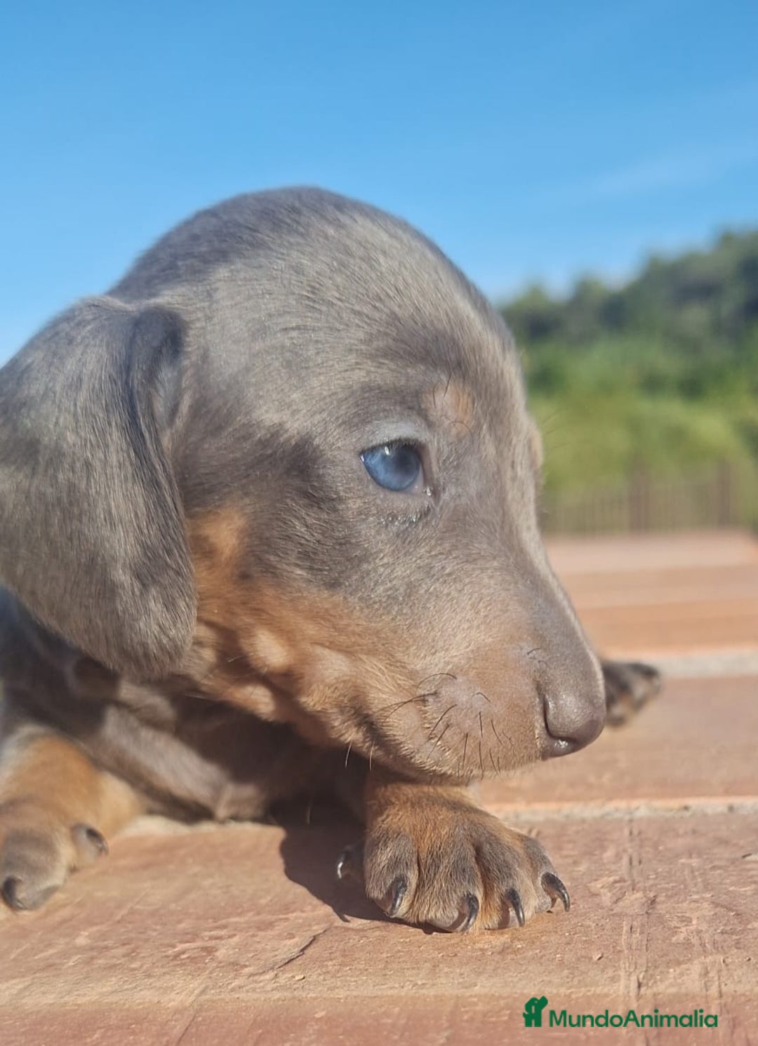 Teckel perros en venta: Macho Blue Teckel - Imagen 1