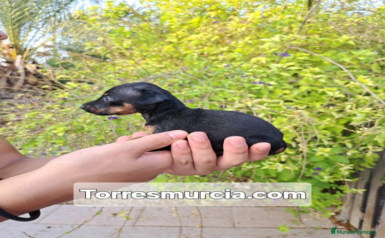 Pinscher Miniatura perros - Anuncio 1