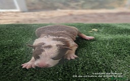 Border Collie perros en venta: Camada de border collie  - Imagen 5