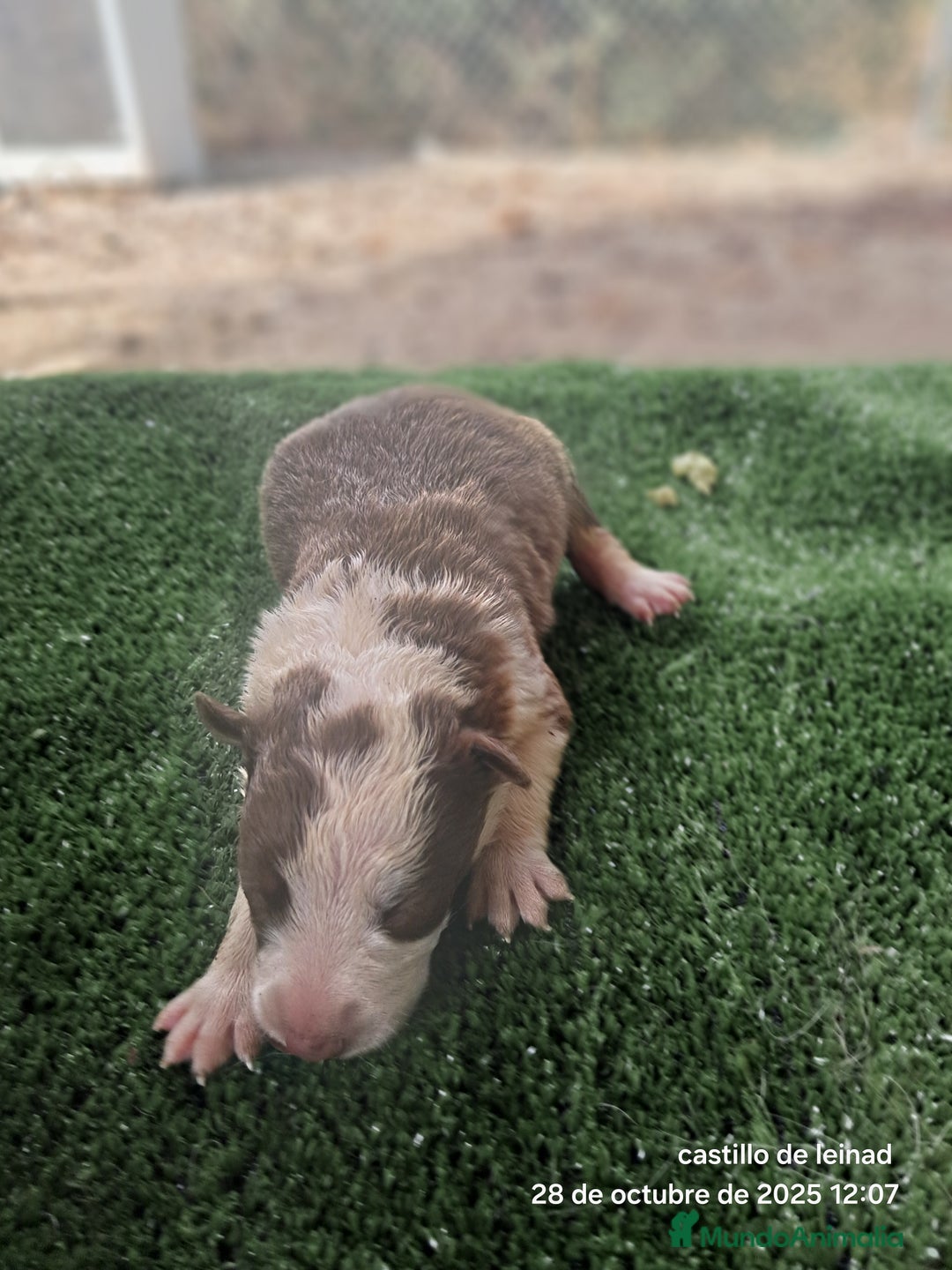 Border Collie perros en venta: Camada de border collie  - Imagen 5